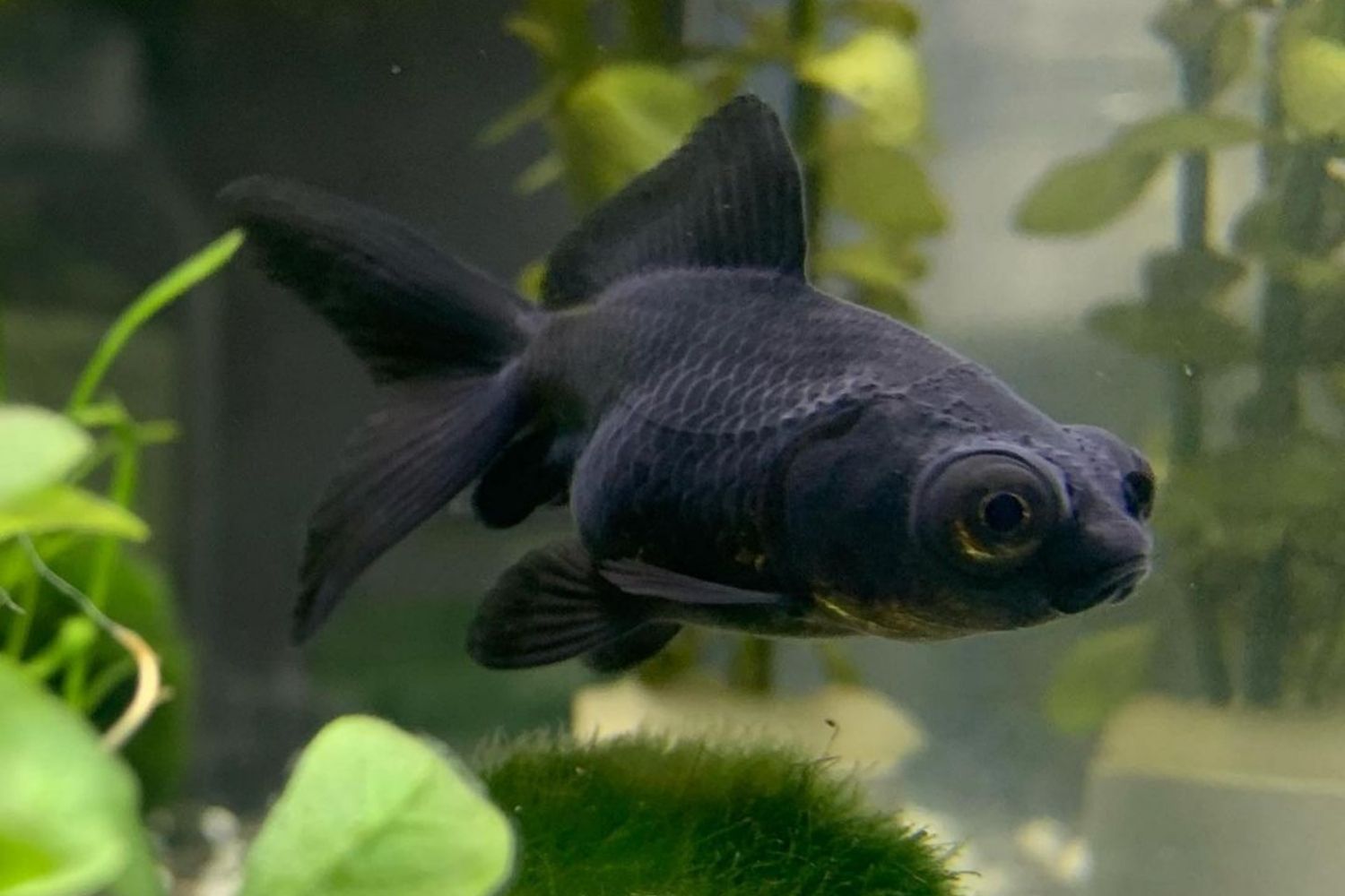 Black Moor Goldfish Aquarium Appearance