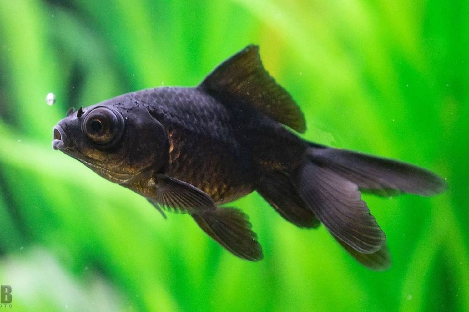 Black Moor Goldfish Aquarium Care