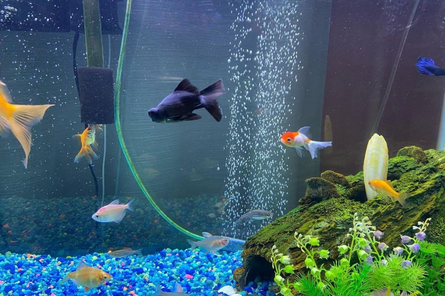 Black Moor Goldfish Aquarium Tank Mates