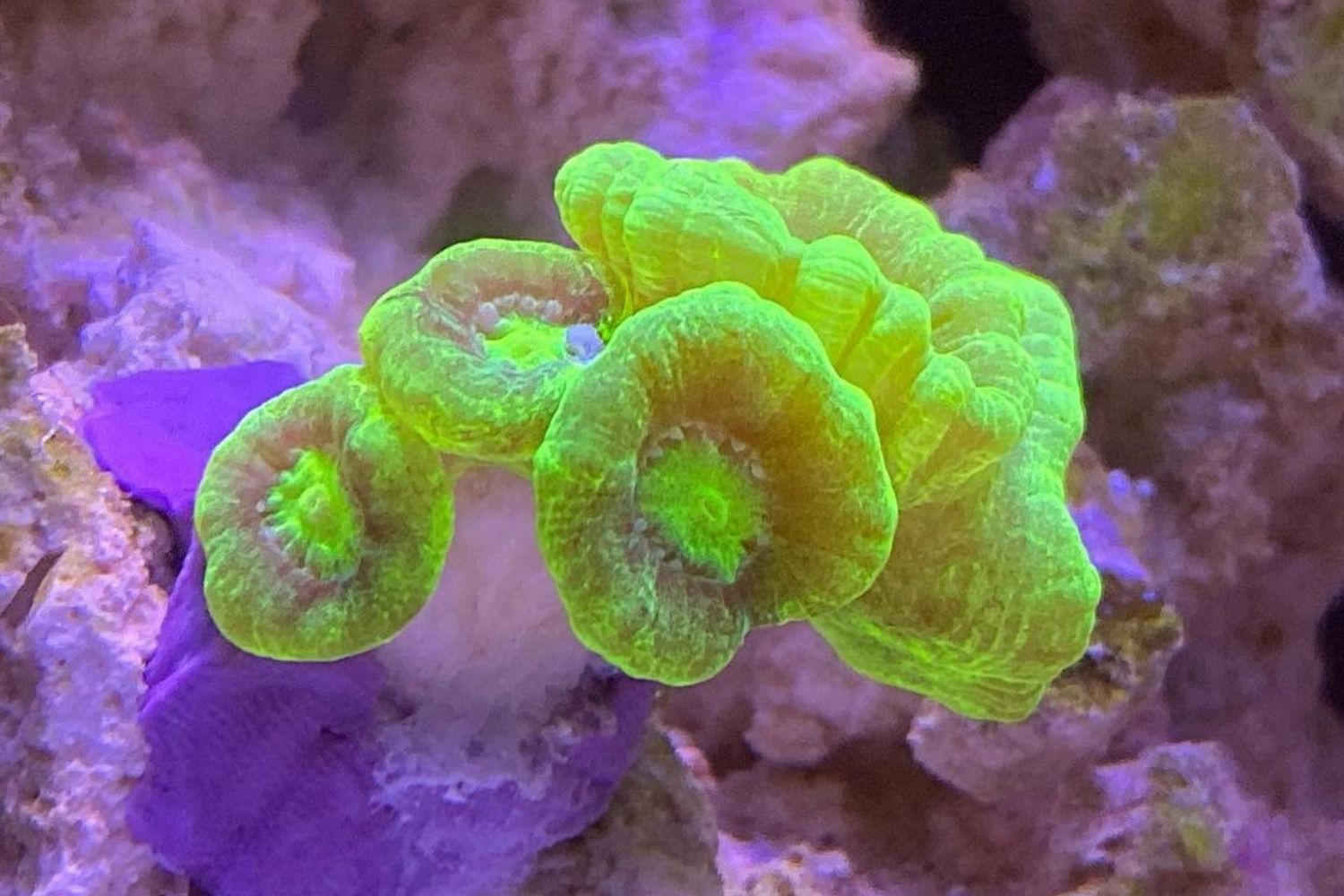 Candy Cane Coral Reef Tank Care Fluorescence