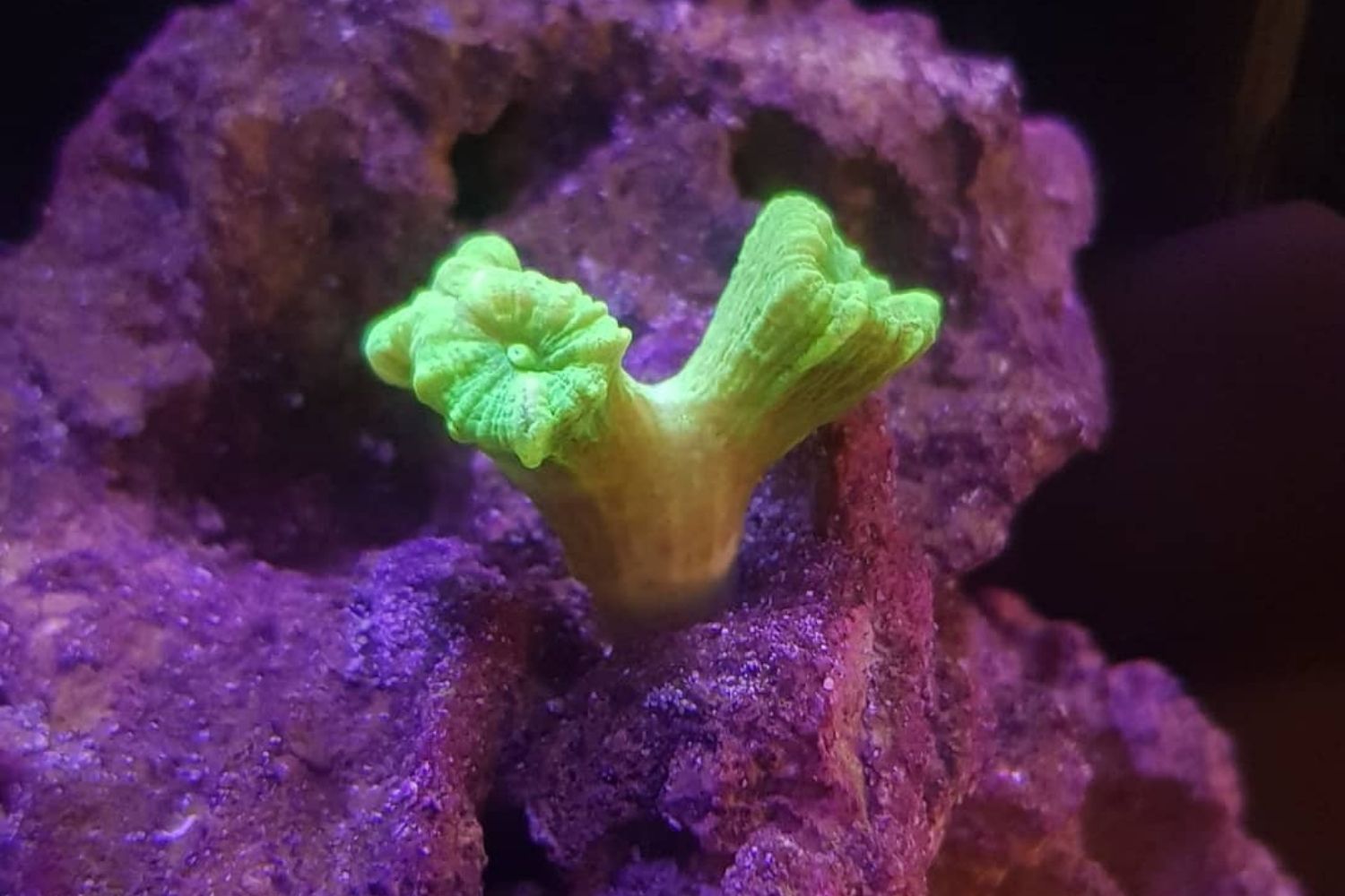 Candy Cane Coral Reef Tank Care Frag