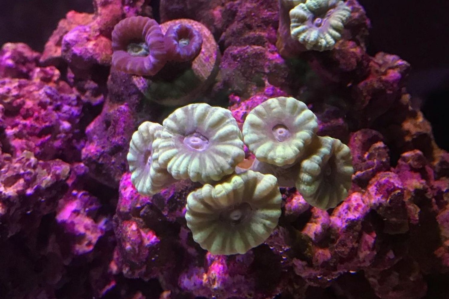 Candy Cane Coral Reef Tank Care Purple Fluorescence