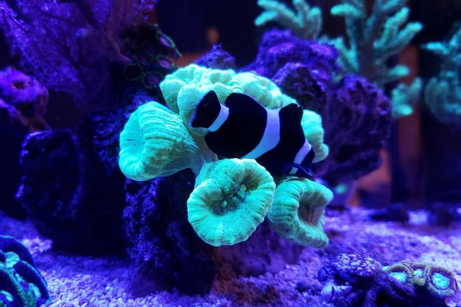 Candy Cane Coral Reef Tank Care Tank Mates