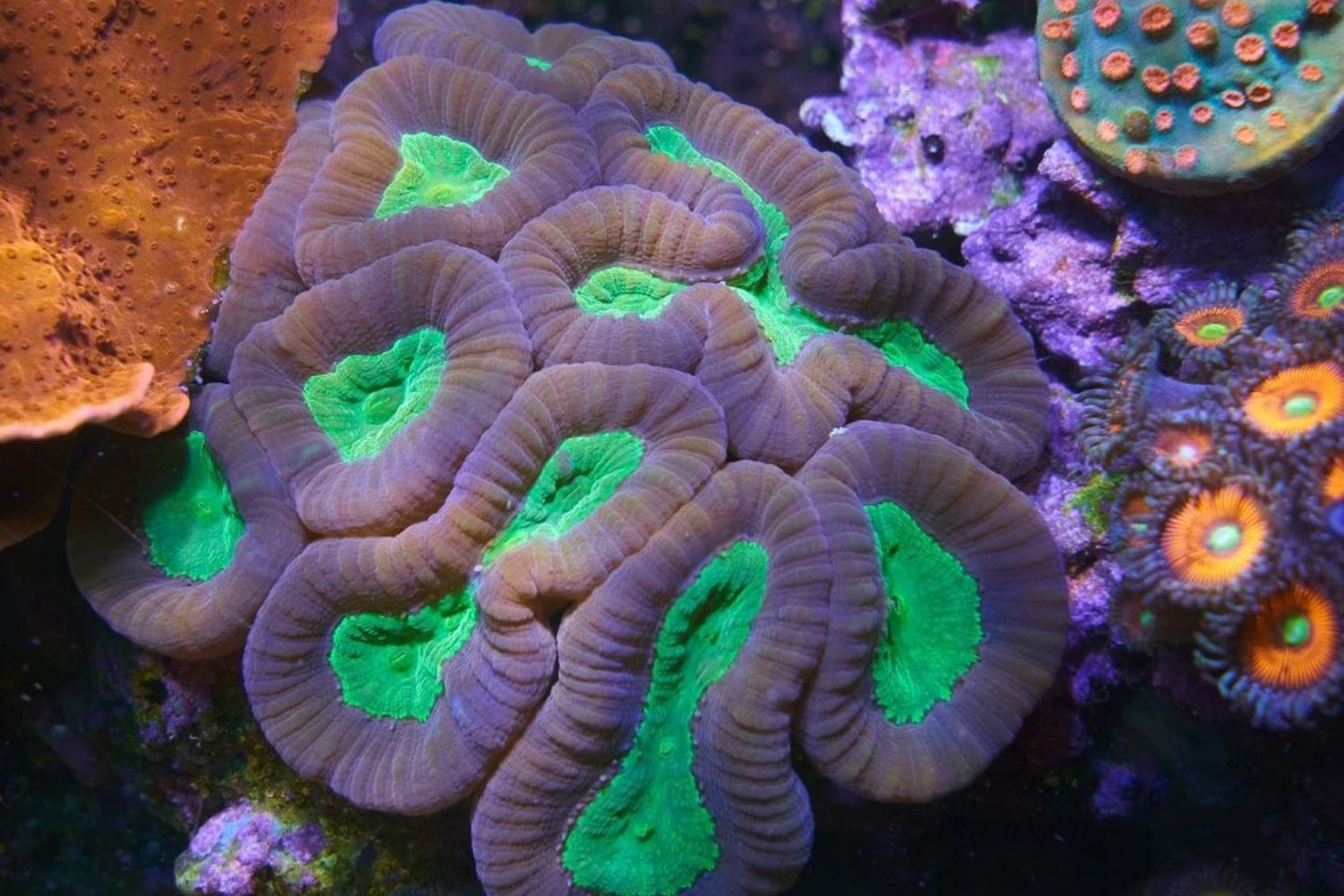 Candy Cane Coral Reef Tank Colors