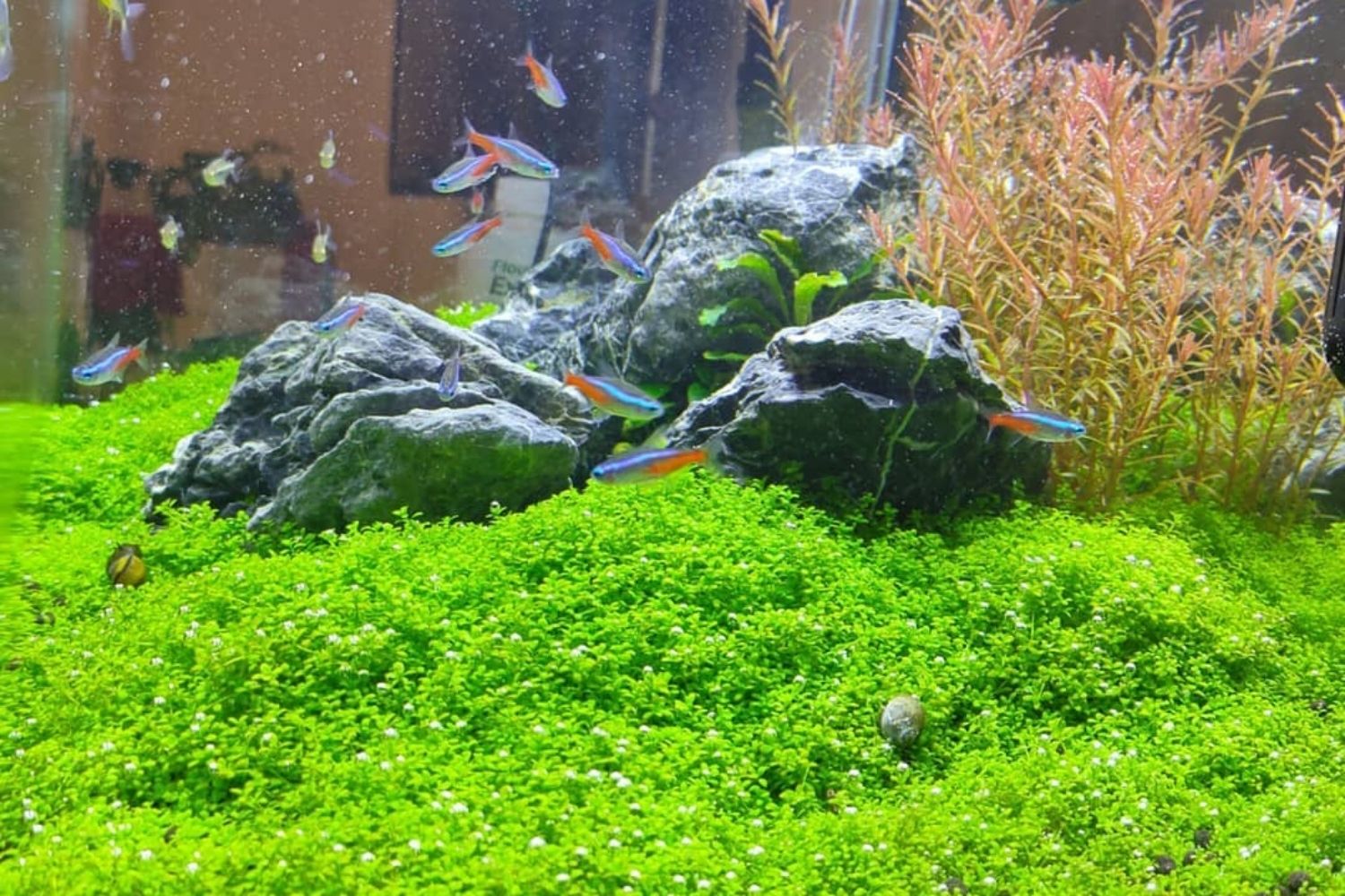 Dwarf Baby Tears Aquarium Plant Carpet and Other Fish