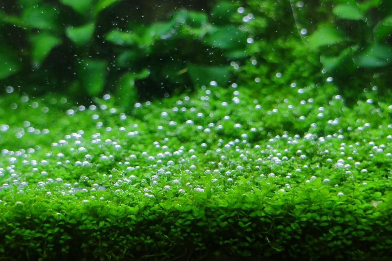 Dwarf Baby Tears Aquarium Plant Grow - Hemianthus callitrichoides