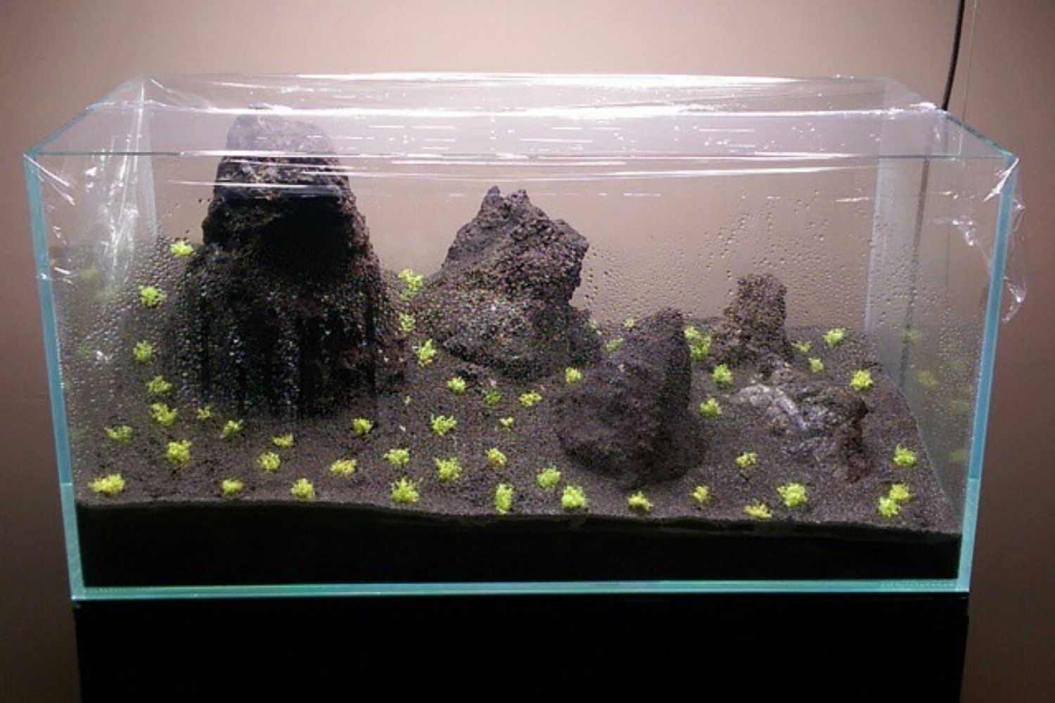 Dwarf Baby Tears Aquarium Plant Planting Carpet - Hemianthus callitrichoides
