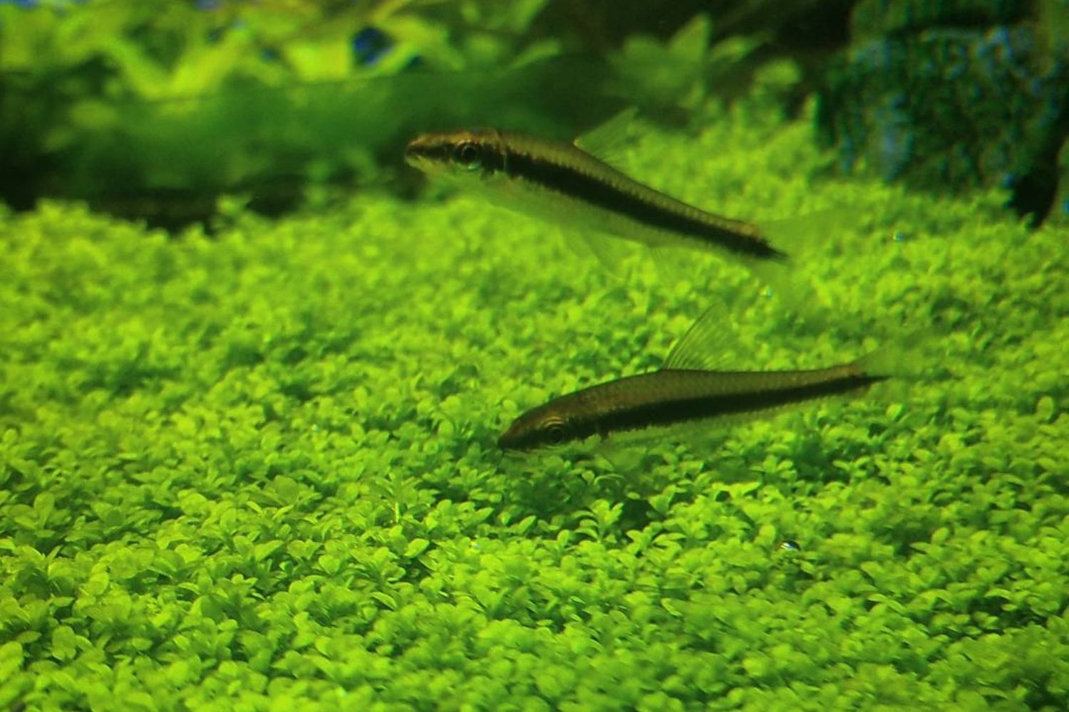 Dwarf Baby Tears Aquarium Plant Tank Mates - Hemianthus callitrichoides