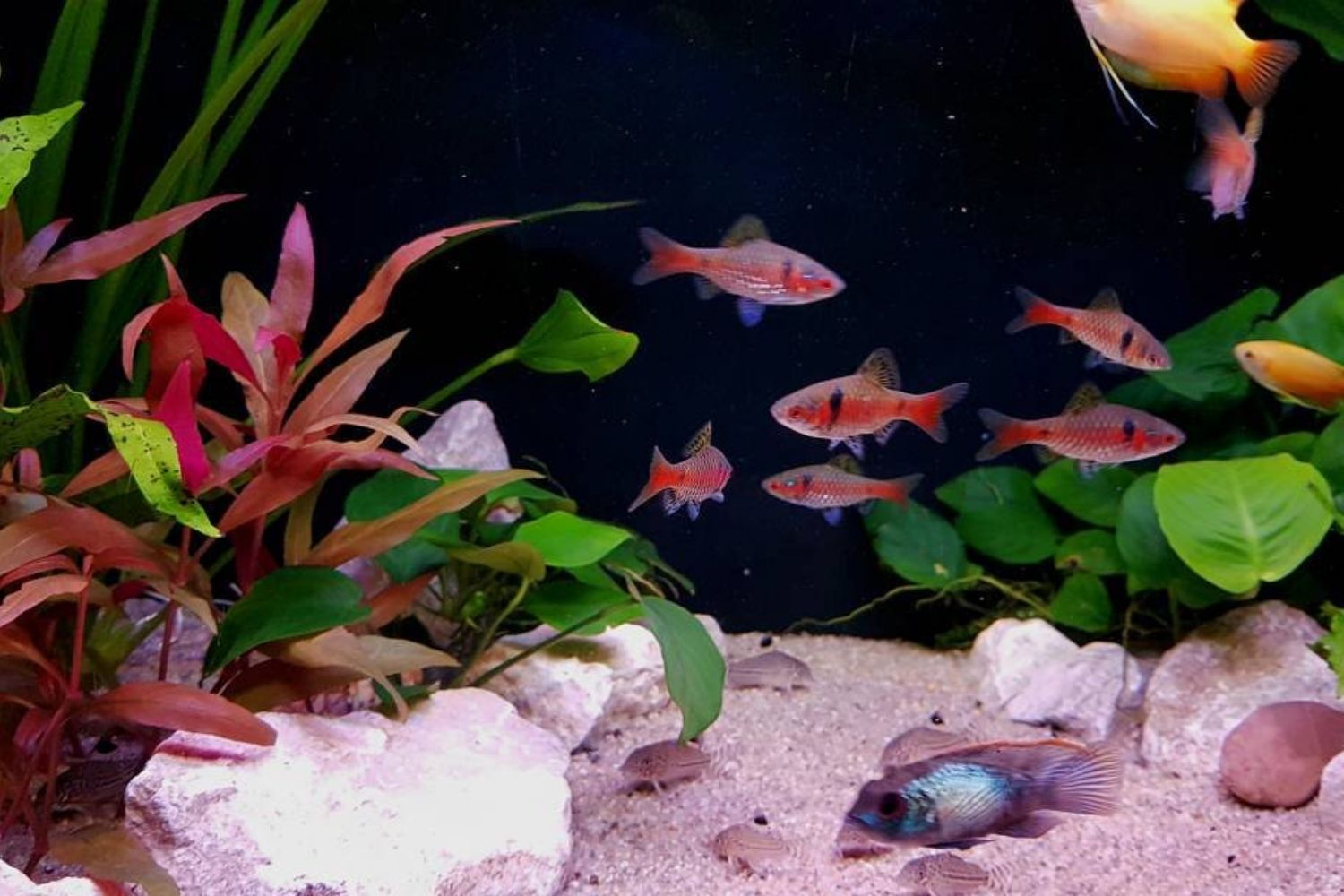 Odessa Barb Fish in Aquarium