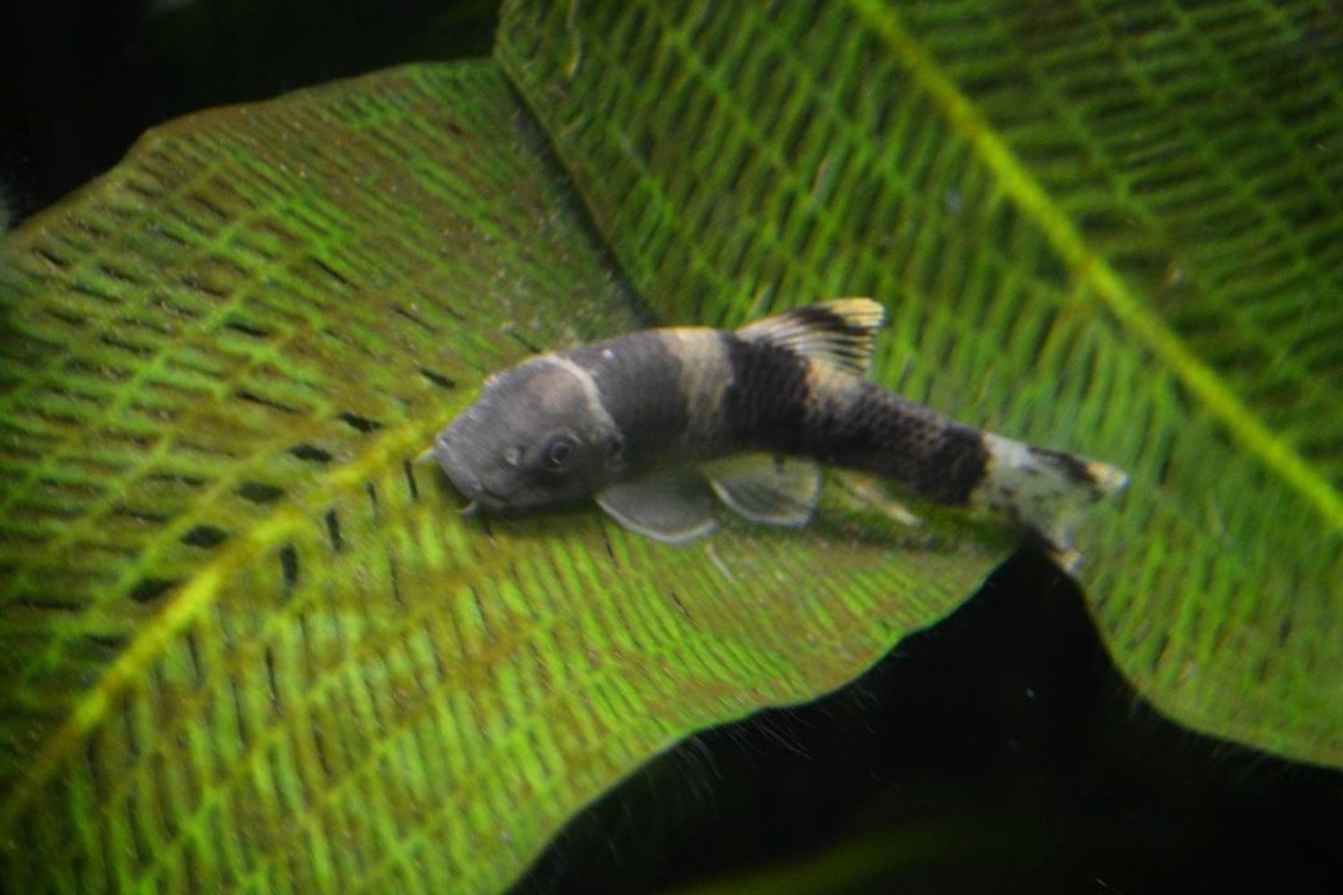 Panda Garra Fish Eating Algae and Biofilm