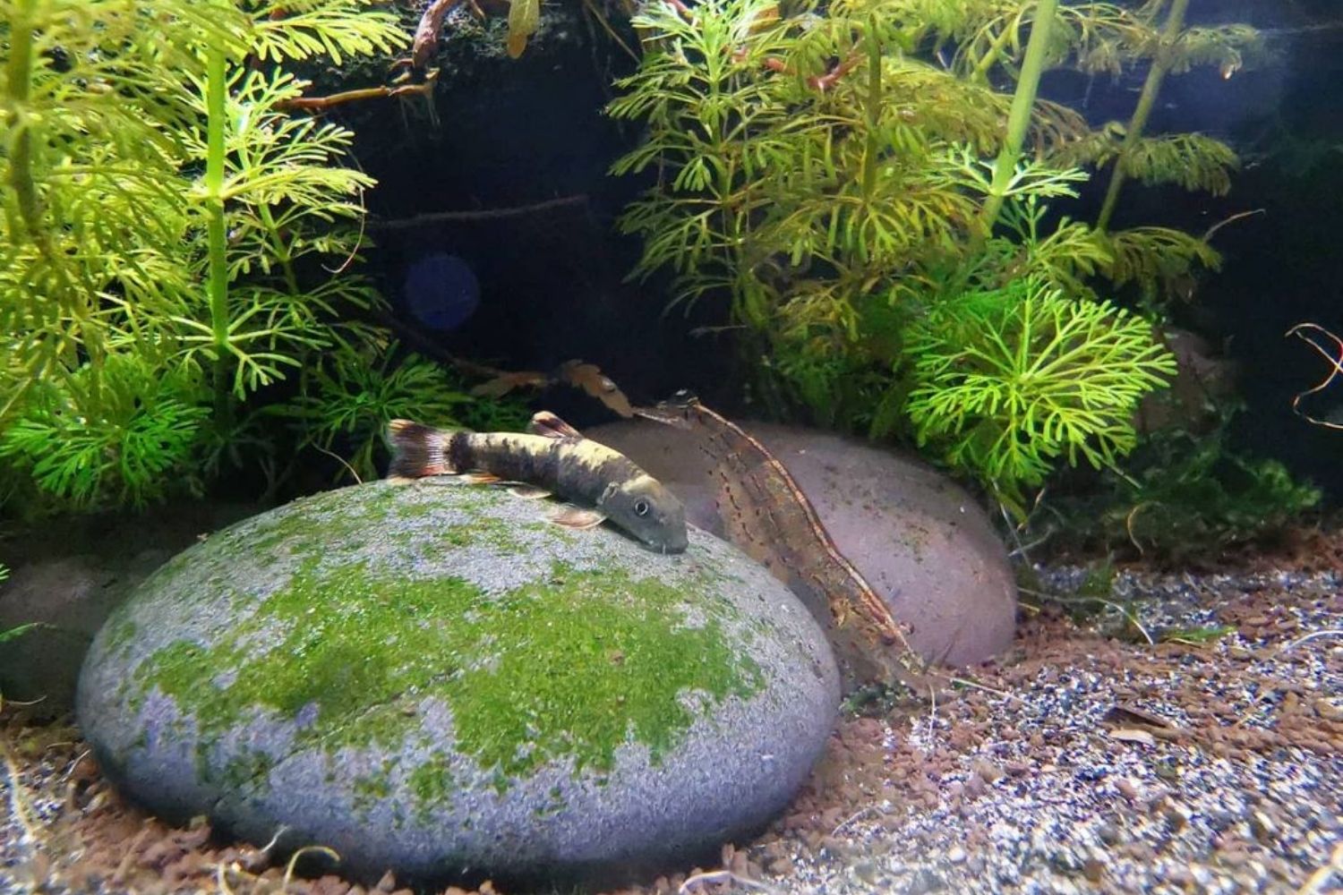 panda garra fish laying on rock mario aquarium