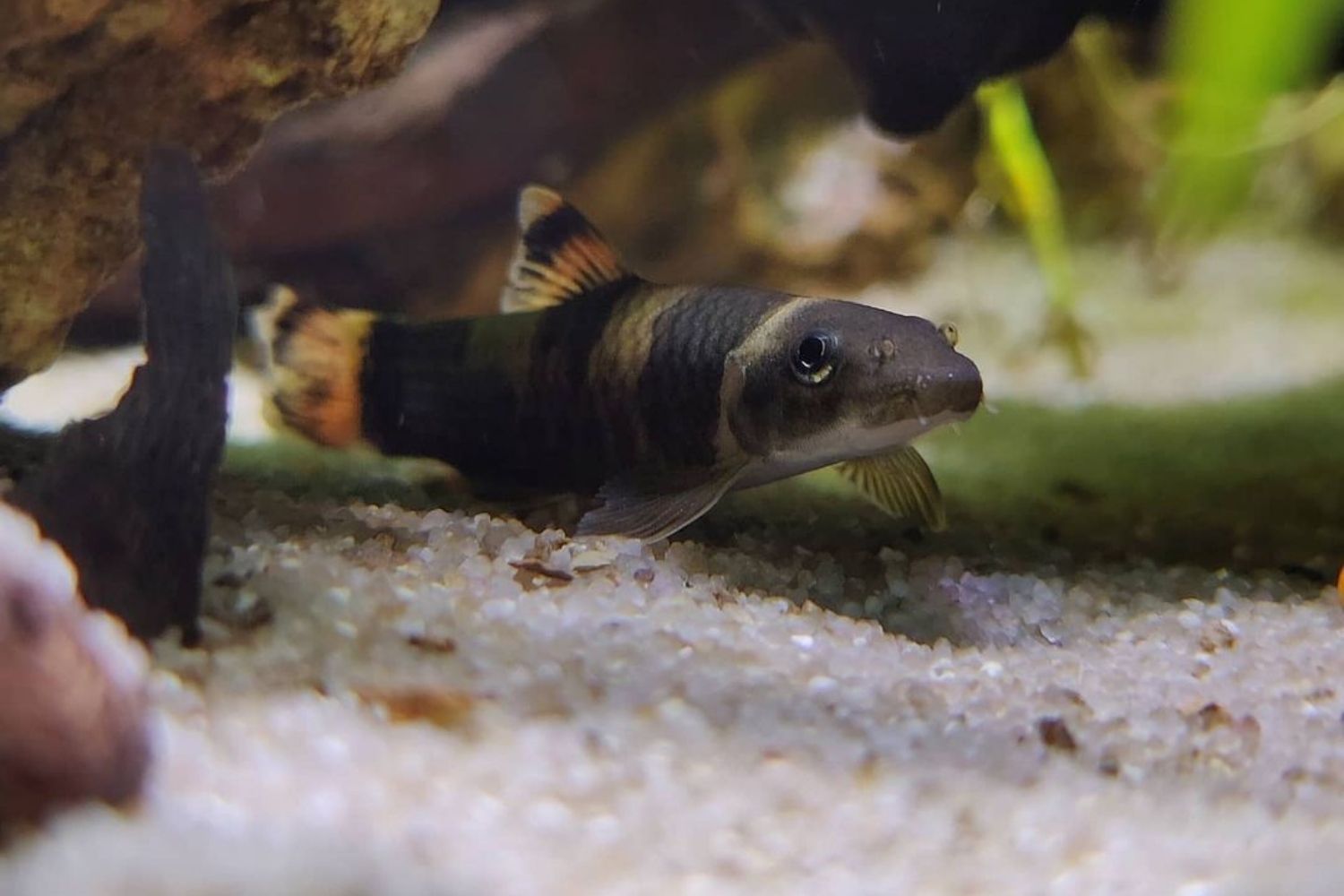 Panda Garra Fish Swimming on Bottom of Aquarium