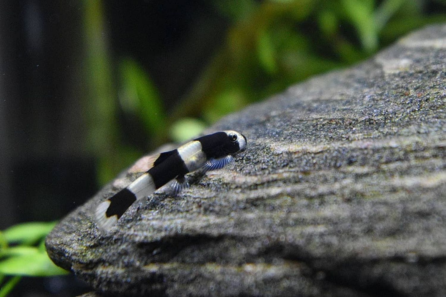 Panda Loach Care Hanging on Rock