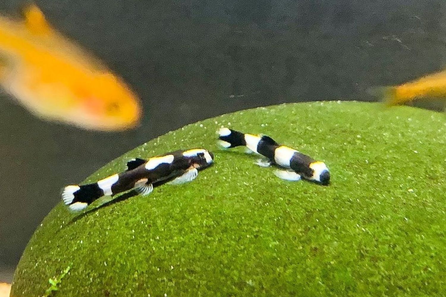 Panda Loach in Aquarium Eating Algae