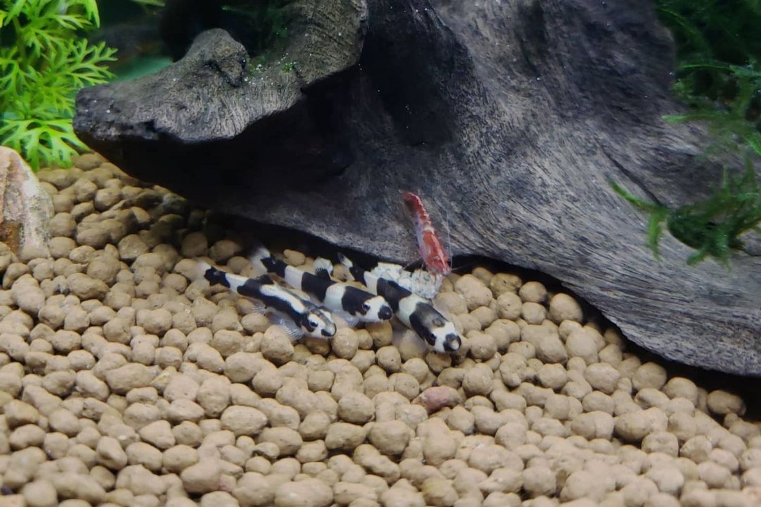 Panda Loach in Aquarium Shrimps Tankmates