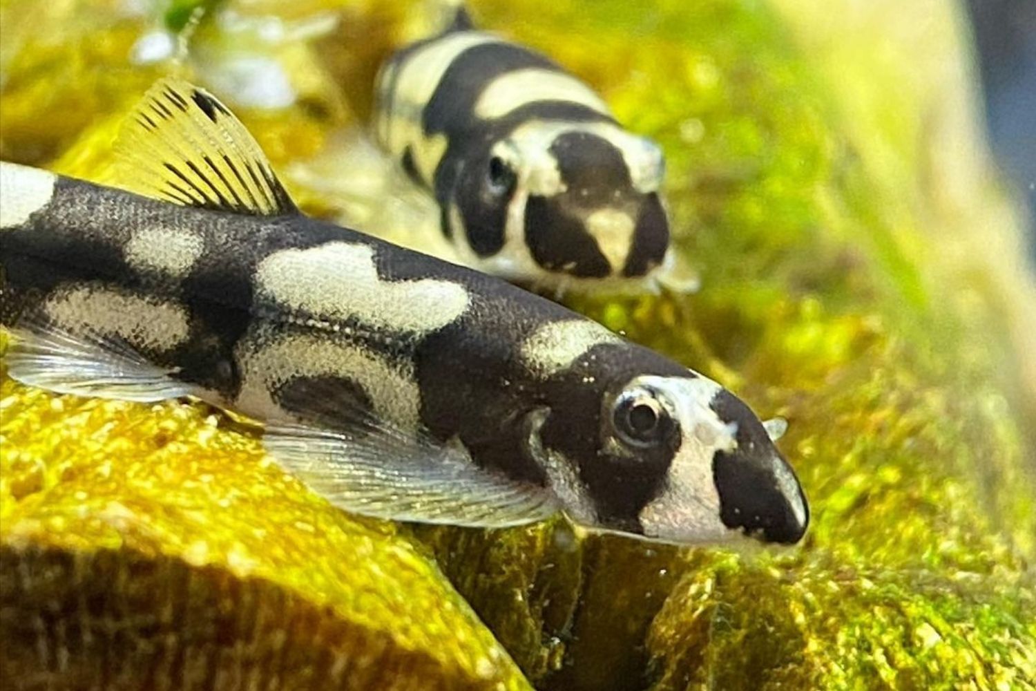 Panda Loach in Aquarium Size