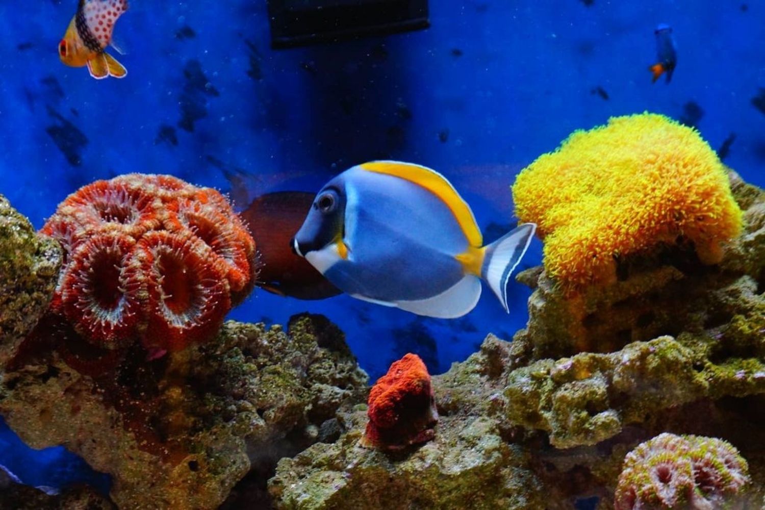 fish that start with p Powder Blue Tang