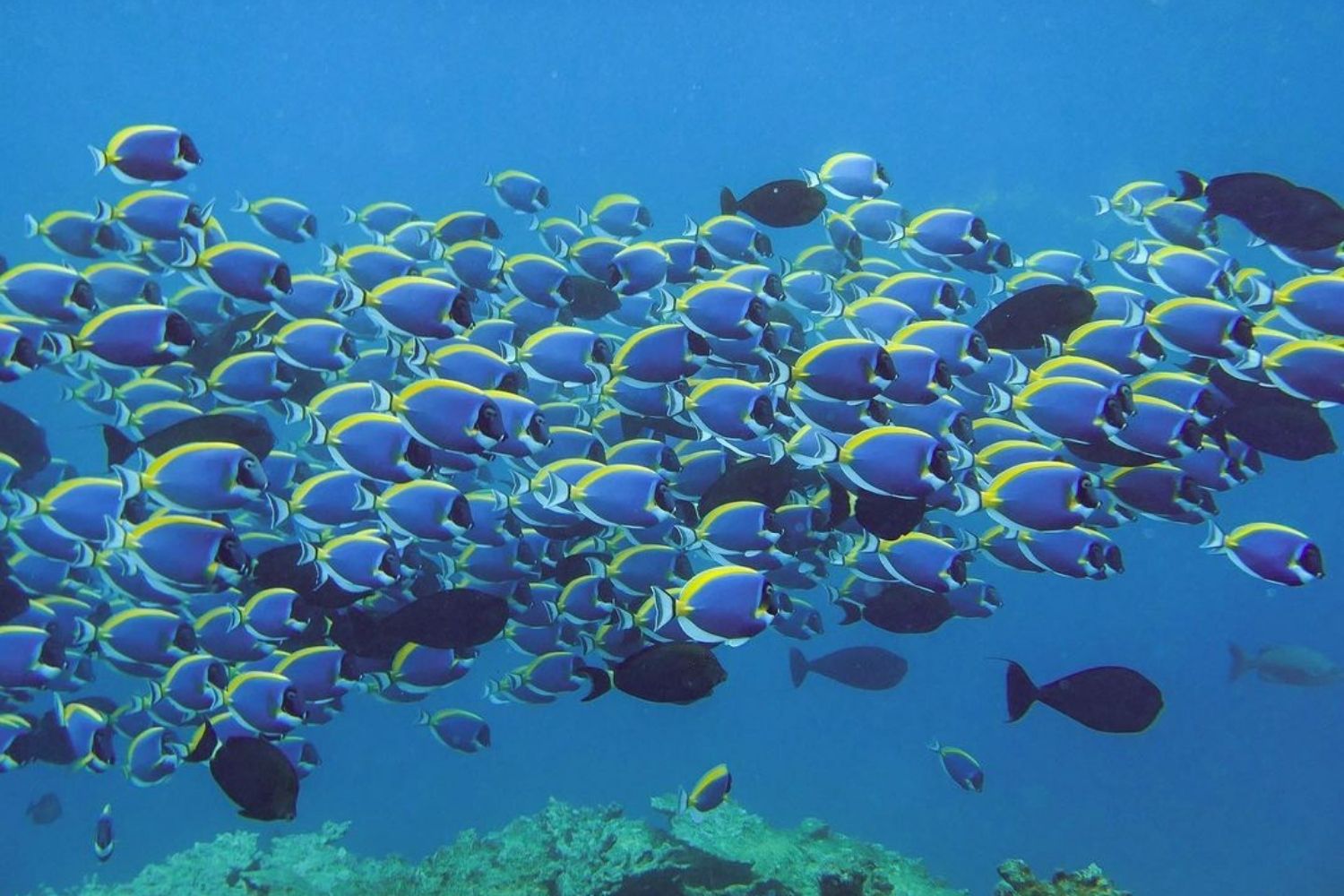 Powder Blue Tang Fish in Natural Habitat
