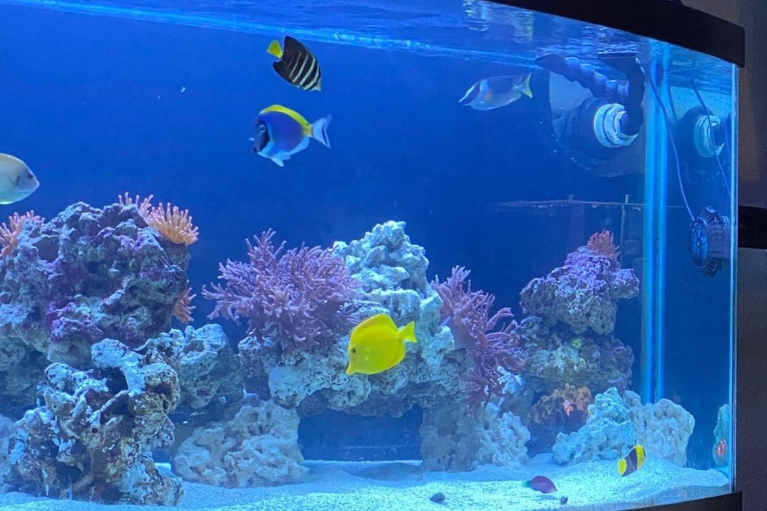 Powder Blue Tang Fish Mario Aquarium