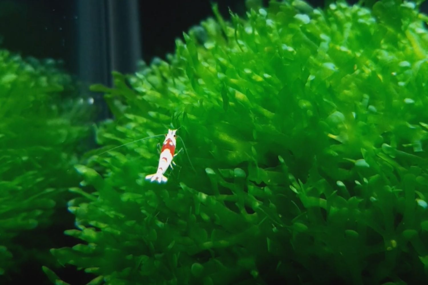 Subwassertang Care Guide Shrimp Eating Subwassertang