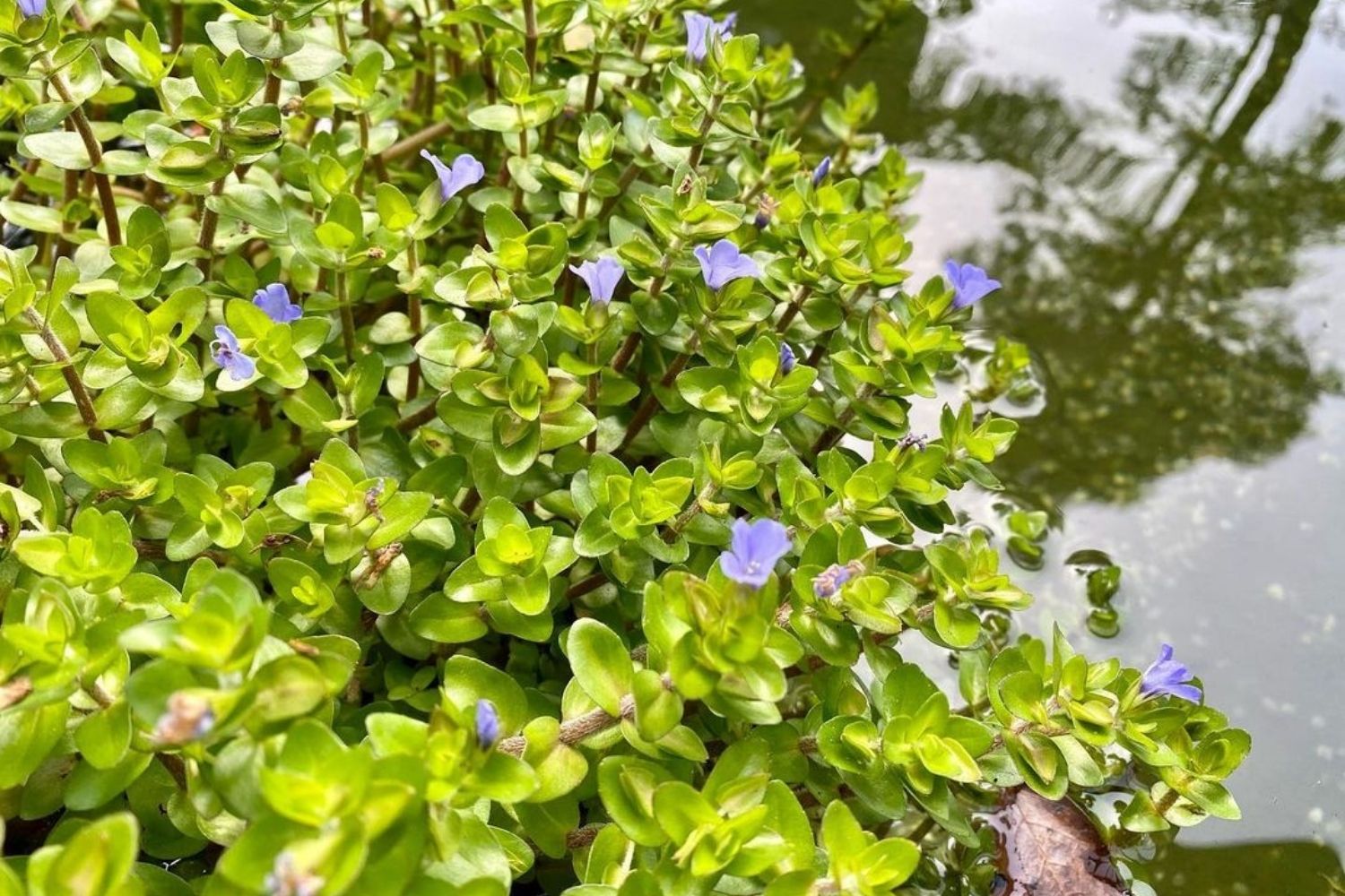 Bacopa Caroliniana Aquarium Plant Natural Habitat