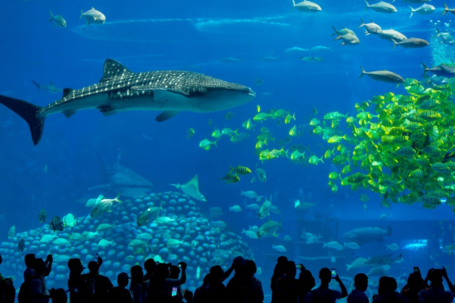 Best Aquariums in the World Chimelong Ocean Kingdom Aquarium