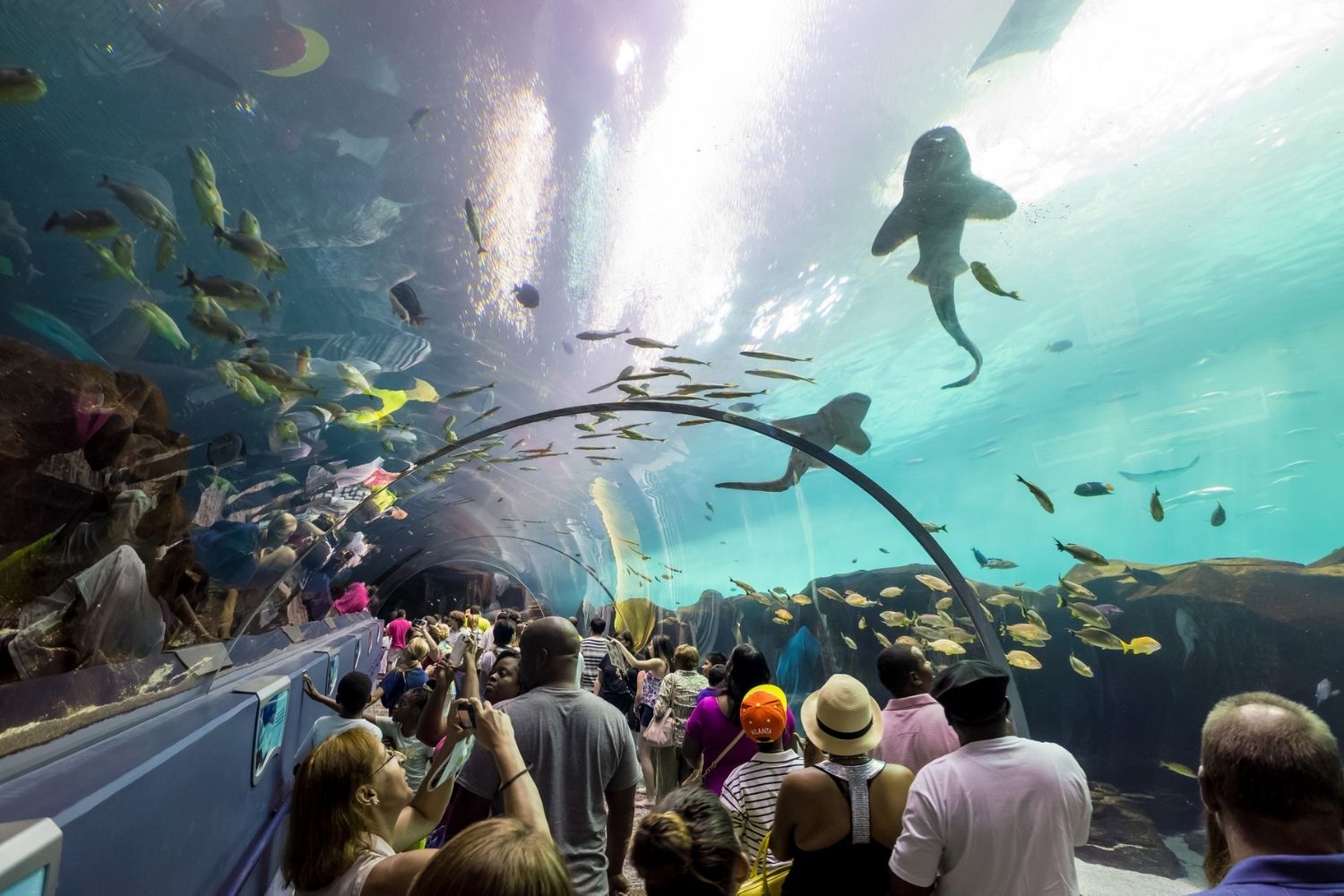 Best Aquariums in the World Georgia Aquarium