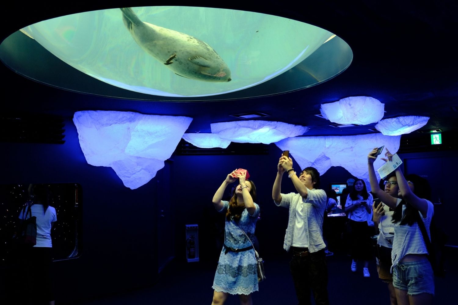 Best Aquariums in the World Osaka Aquarium Kaiyukan
