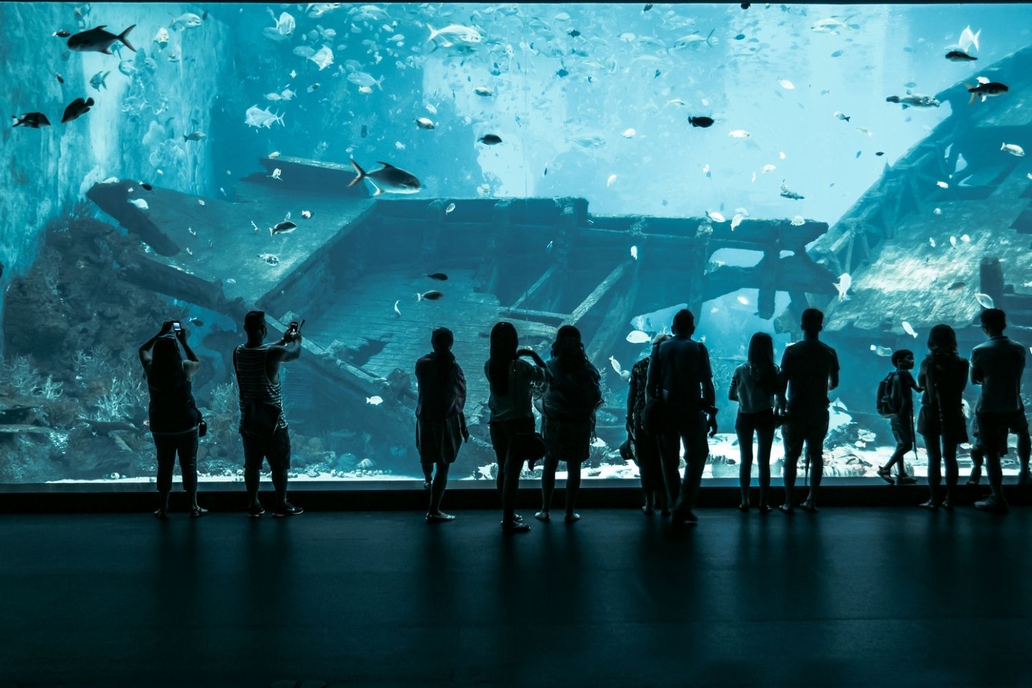 Best Aquariums in the World S.E.A Aquarium