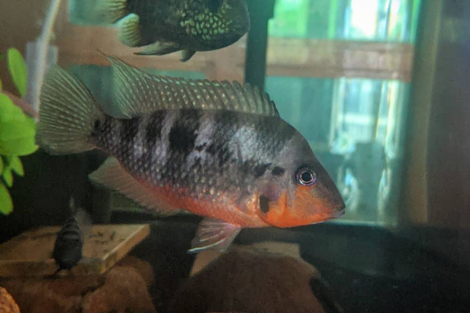 Black Convict Cichlid Fish