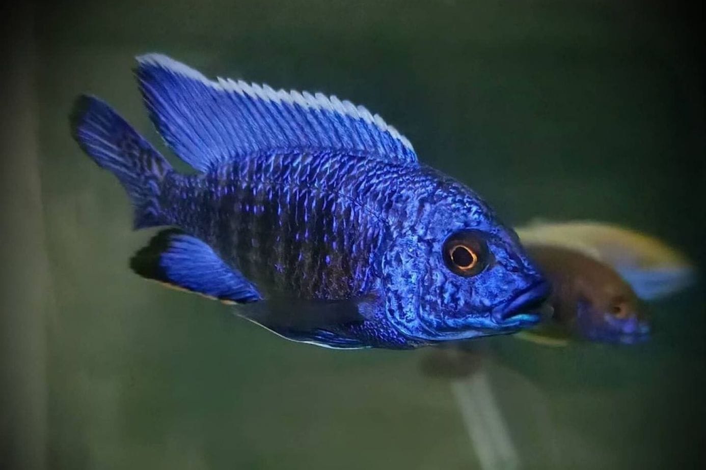 Blue Peacock Cichlid Fish