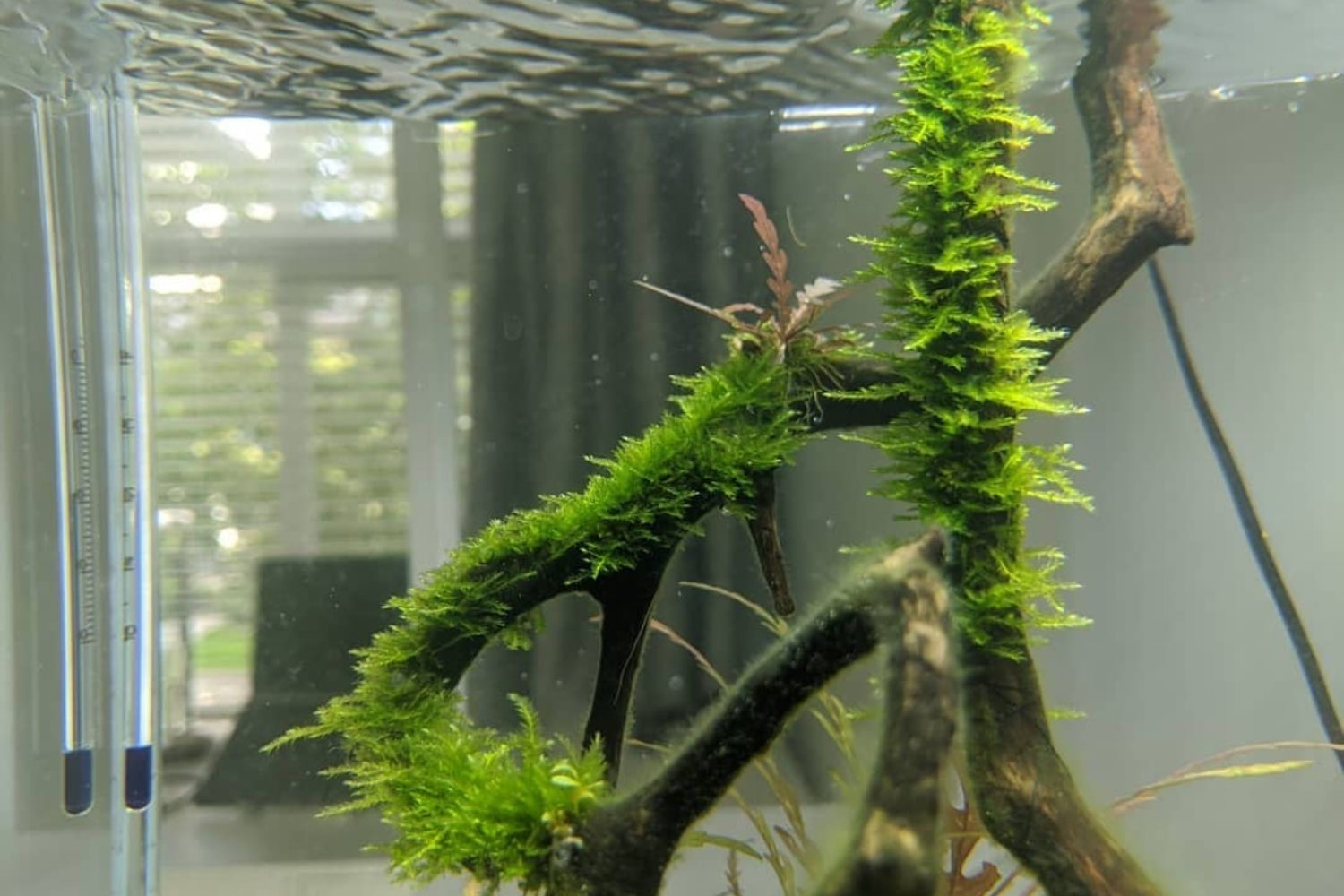 Christmas Moss Aquarium Moss Tree Moss