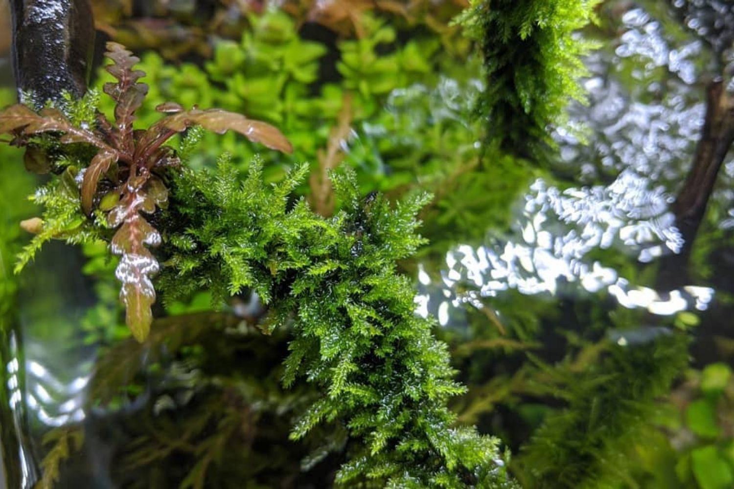 Christmas Moss Planting