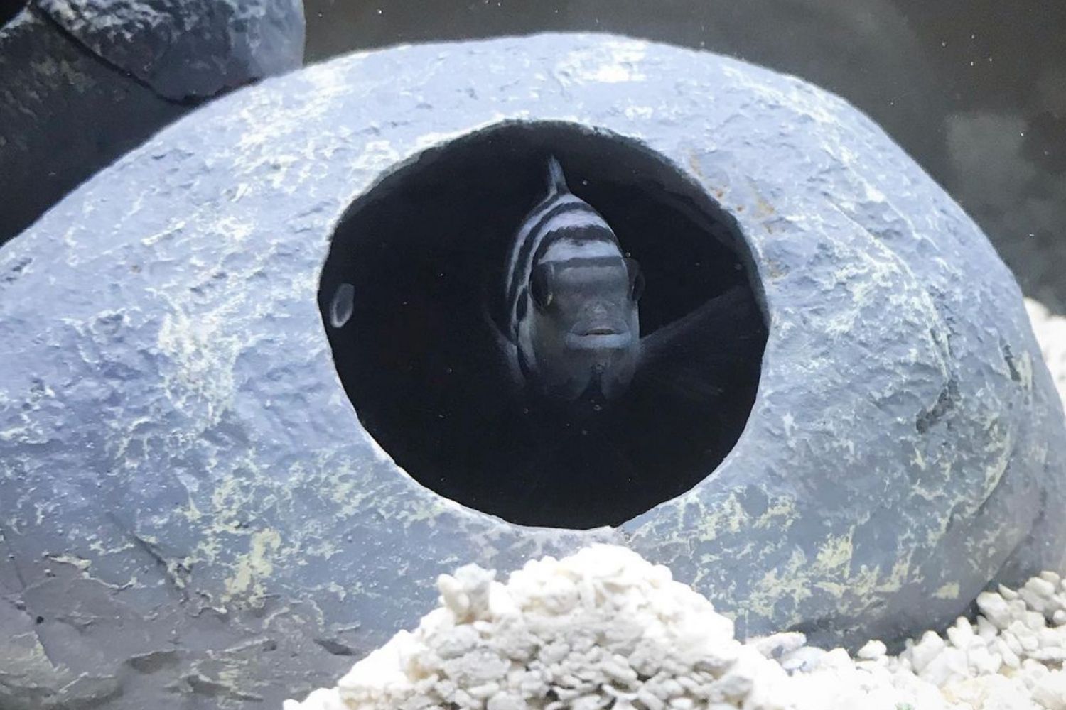 Convict Cichlid Fish under Rock