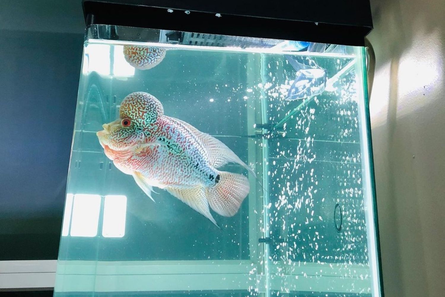 Flowerhorn Cichlid Aquarium Fish