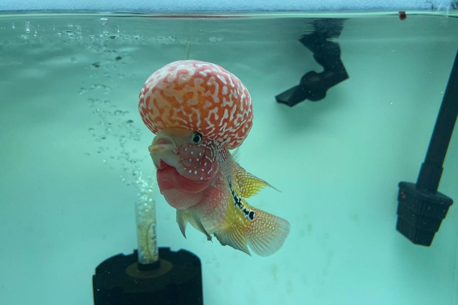 Flowerhorn Cichlid Fish Size