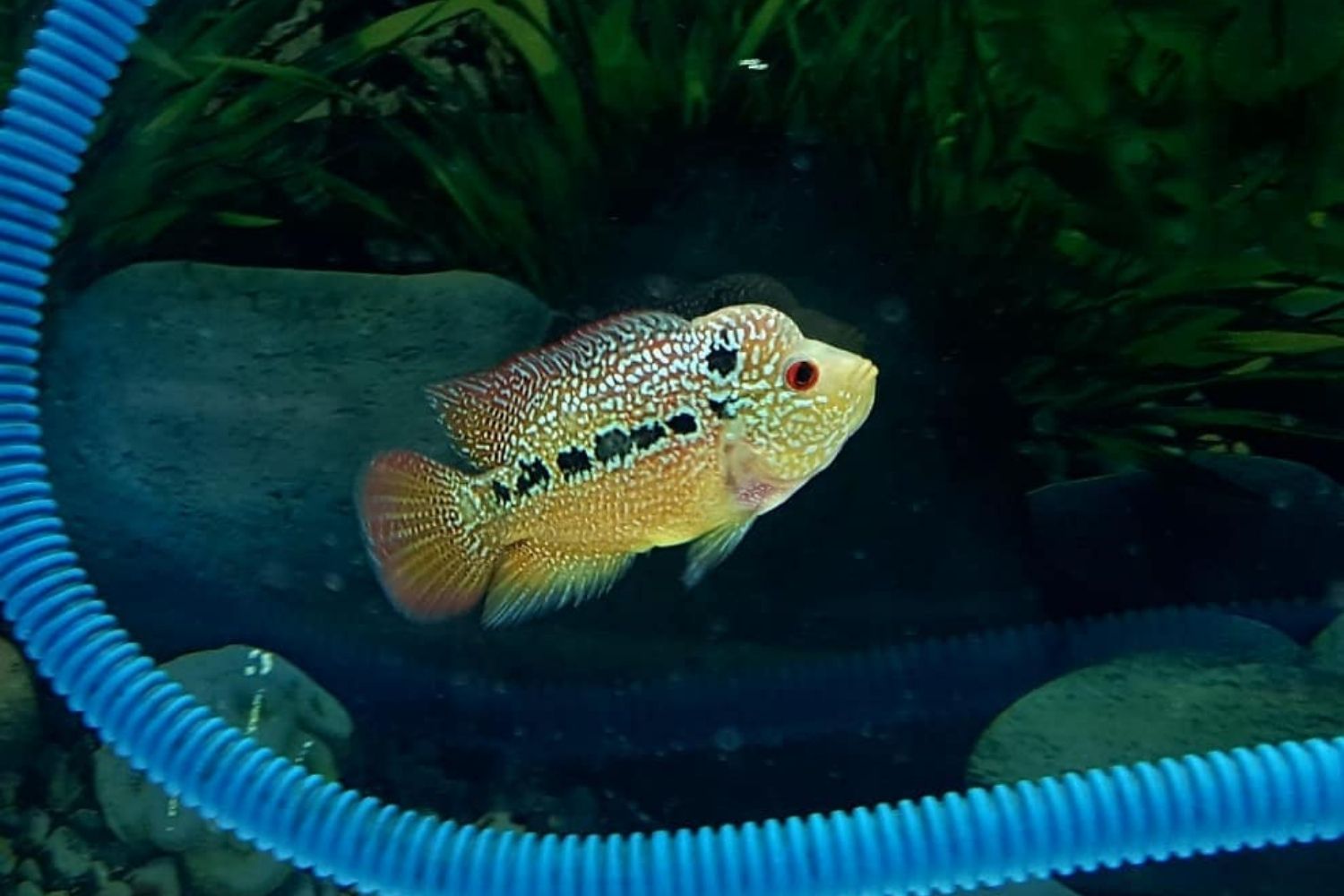 Gold Flowerhorn Cichlid Fish