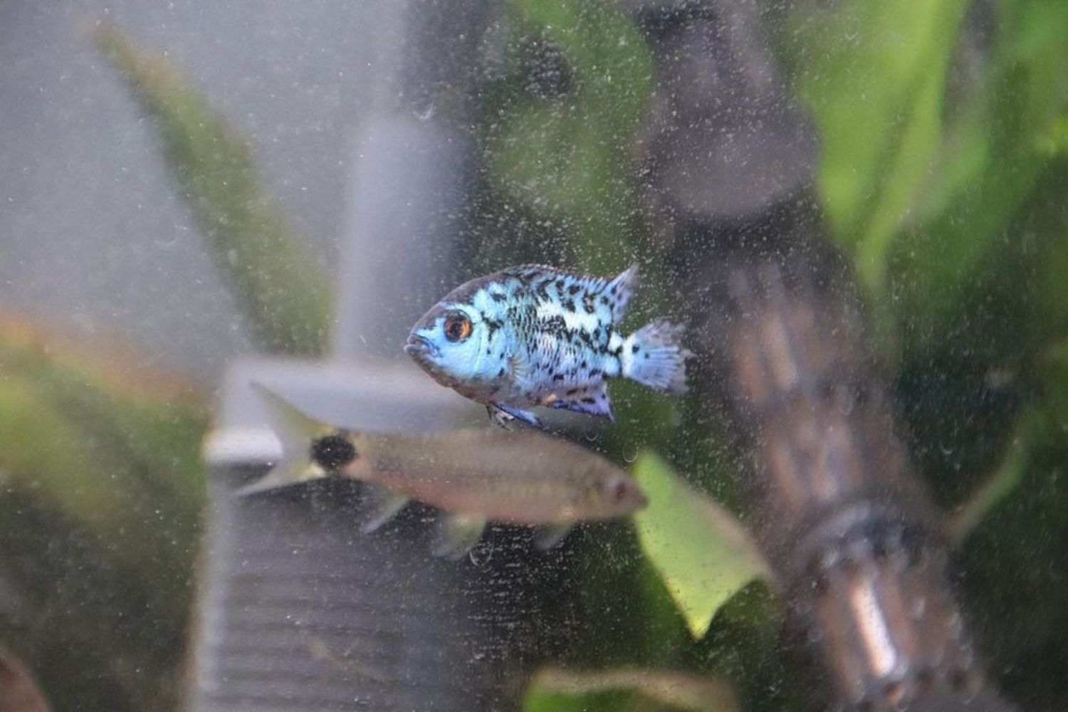 Jack Dempsey Cichlid Breeding