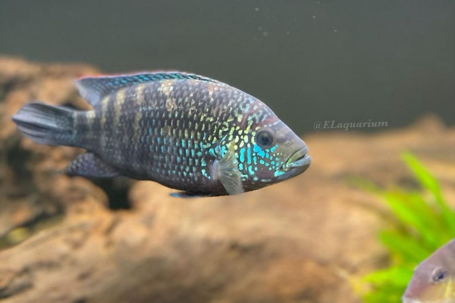 Jack Dempsey Cichlid Care