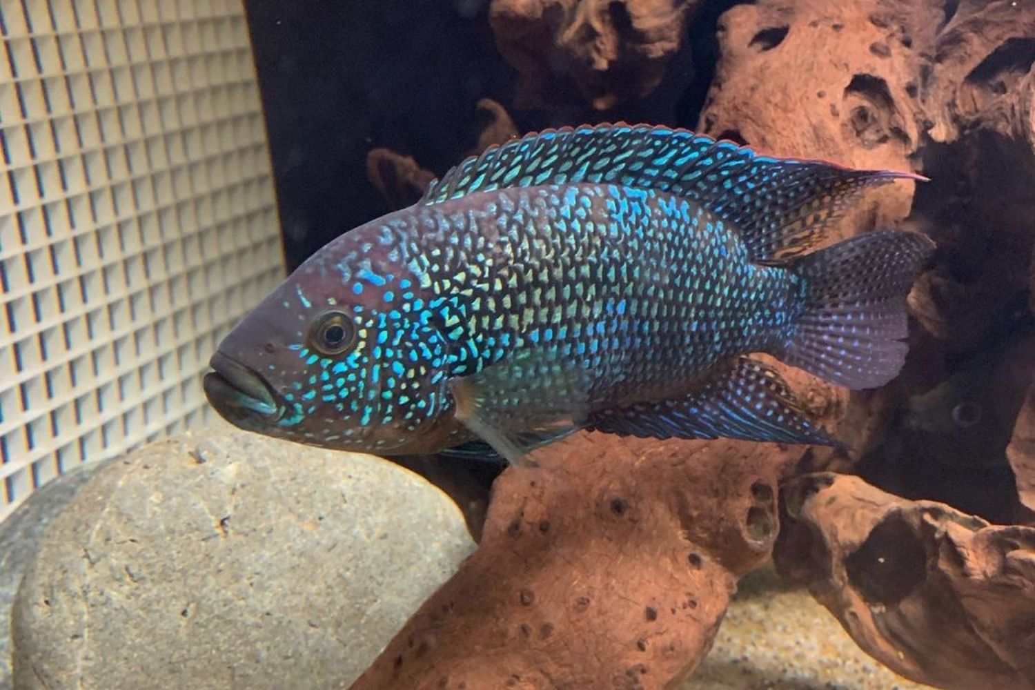 Jack Dempsey Cichlid Fish