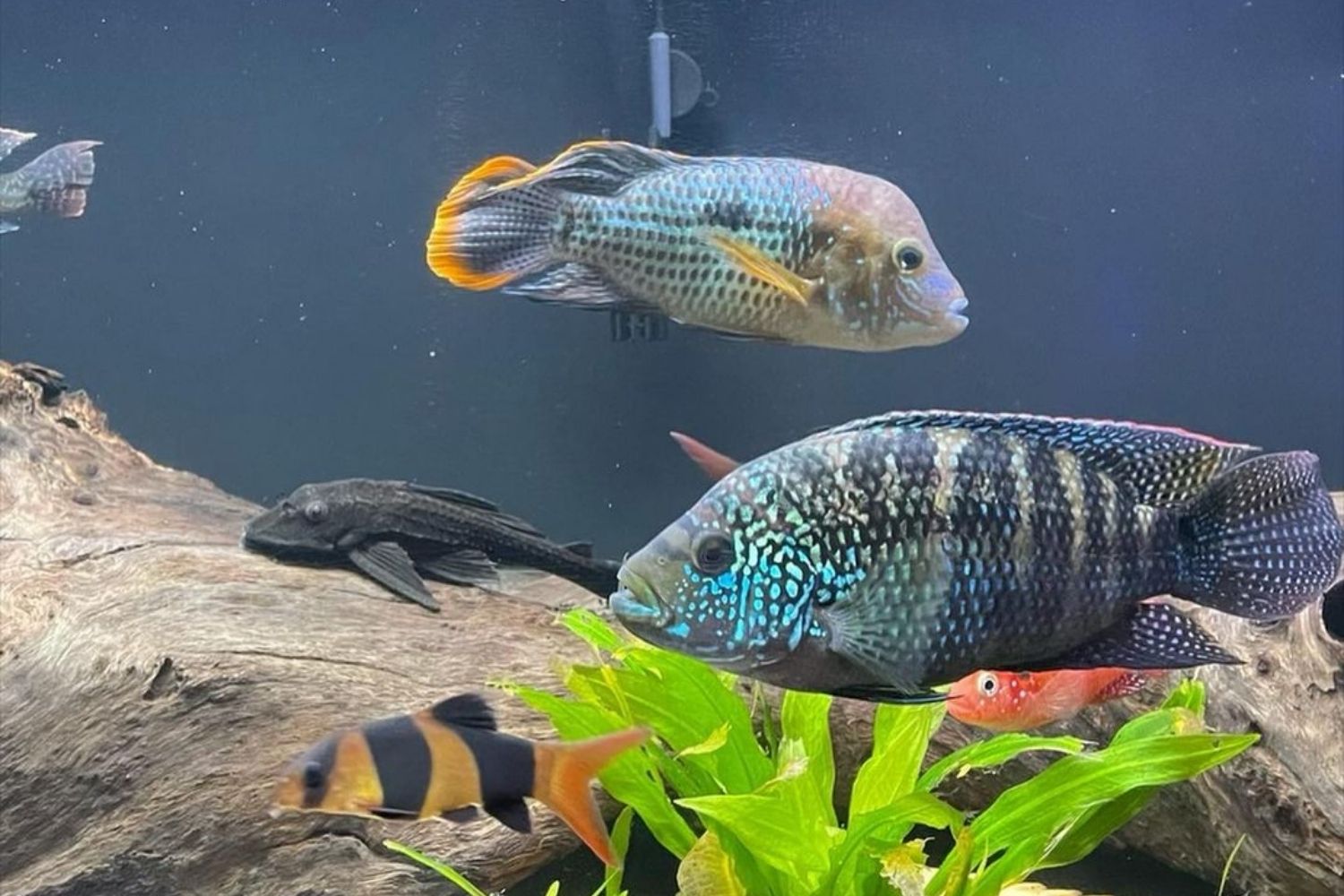 Jack Dempsey Cichlid Tank Mates