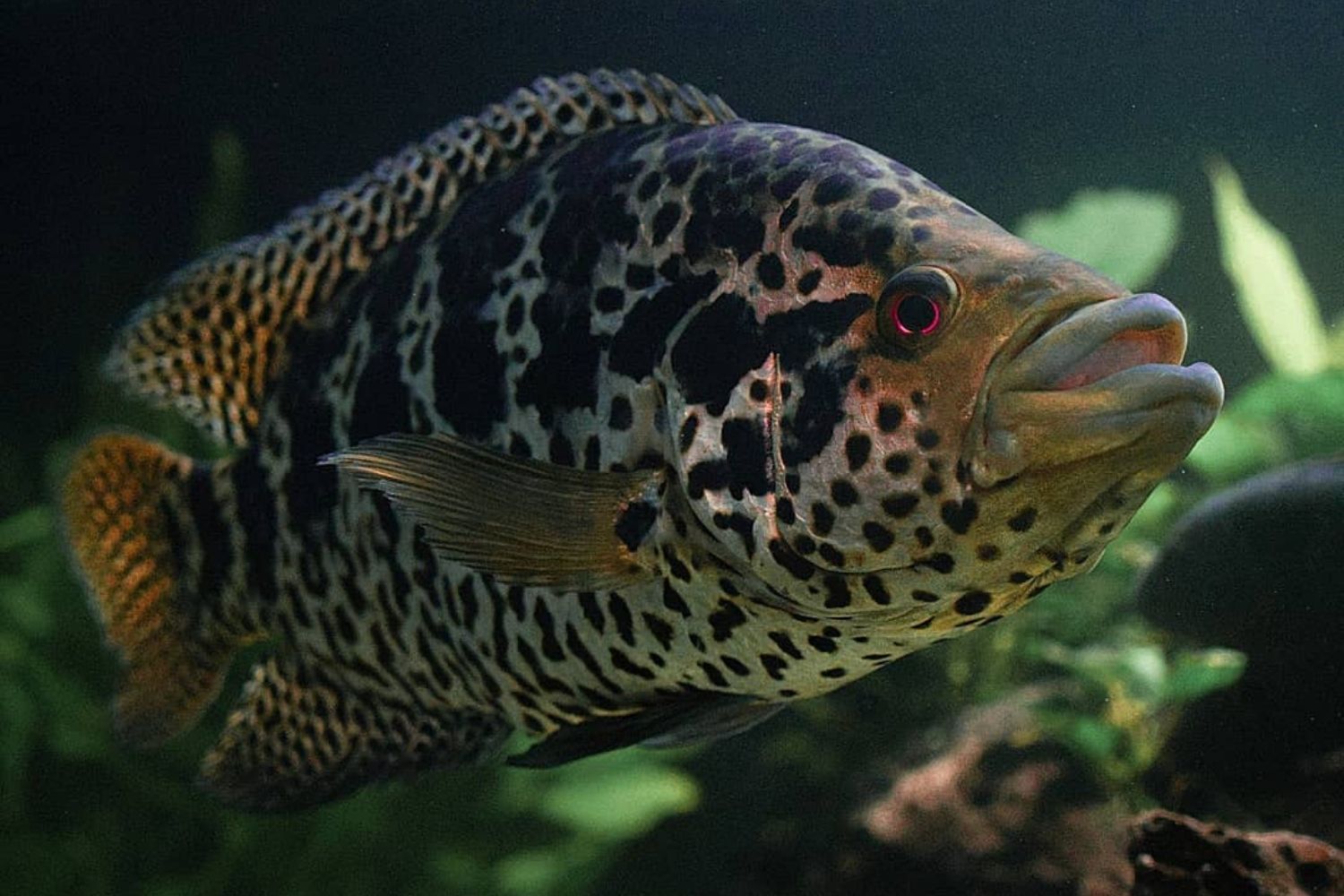 Jaguar Cichlid Aquarium Fish
