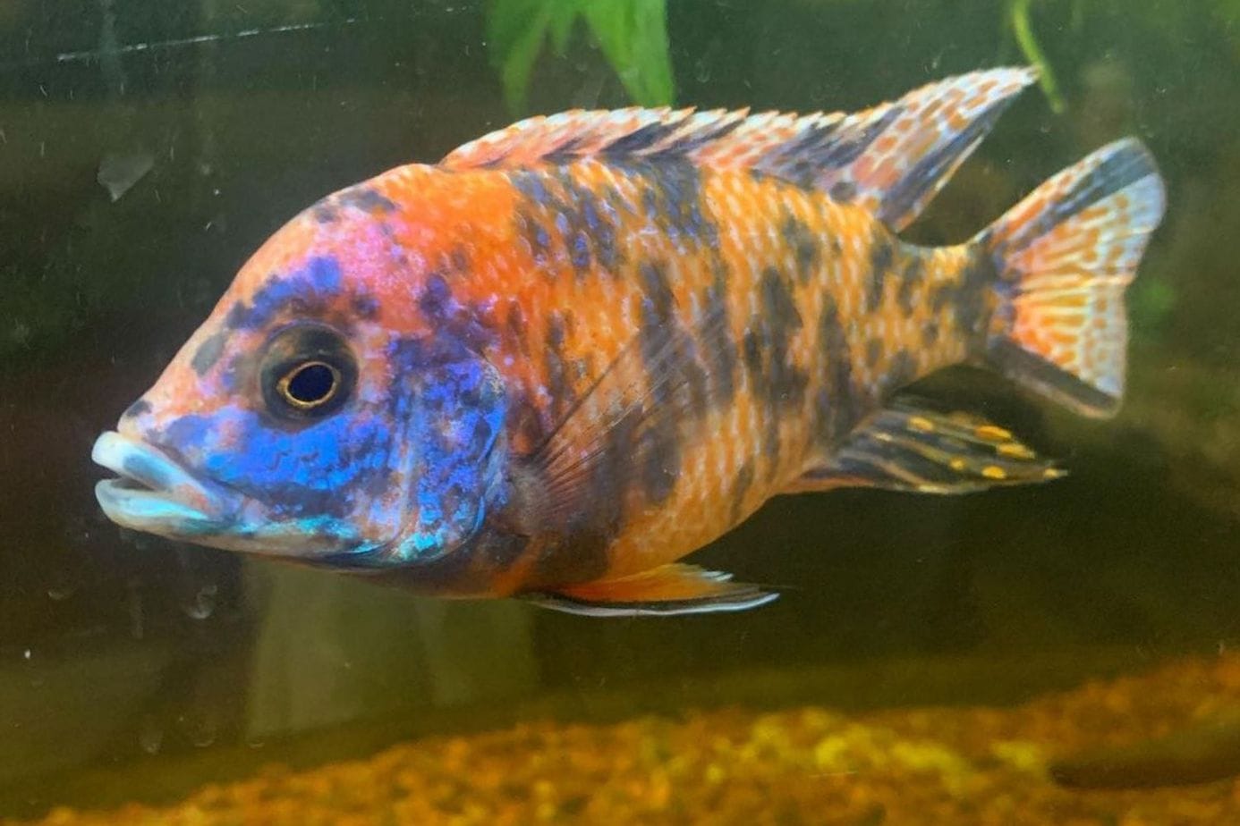 Ob Peacock Cichlid Apparence