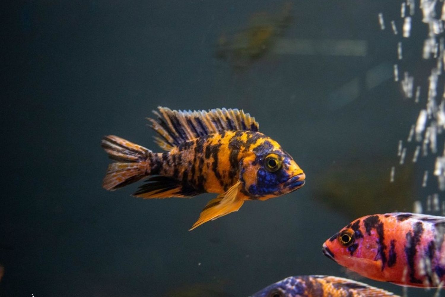 ob peacock cichlid female