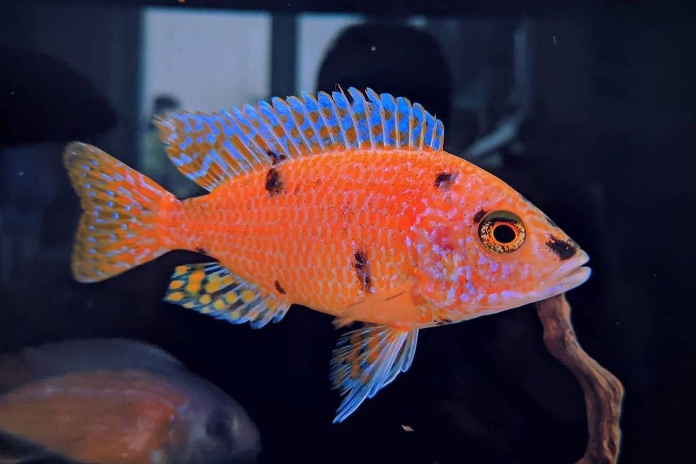 Red Peacock Cichlid Care Guide