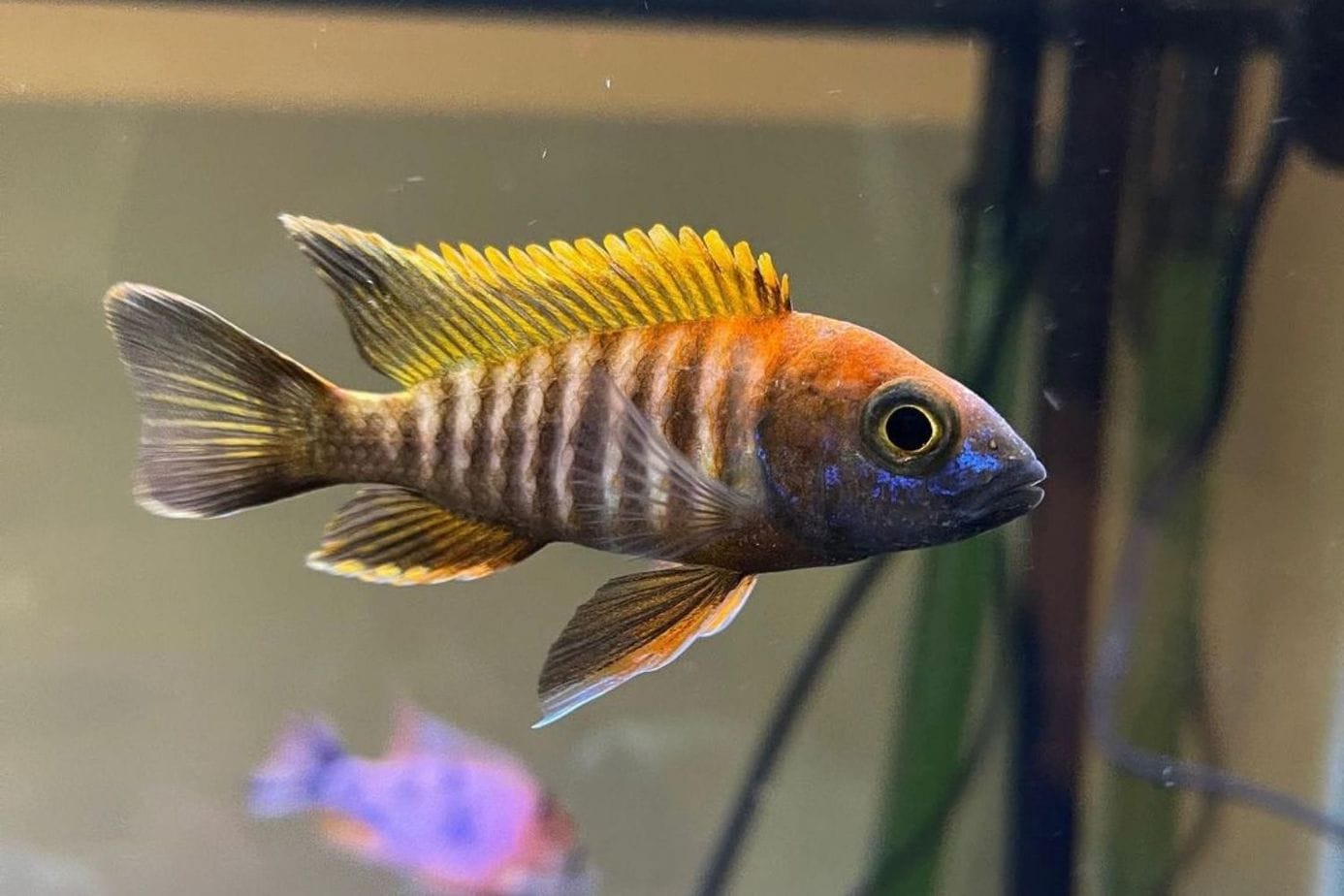 Peacock Cichlid Colors