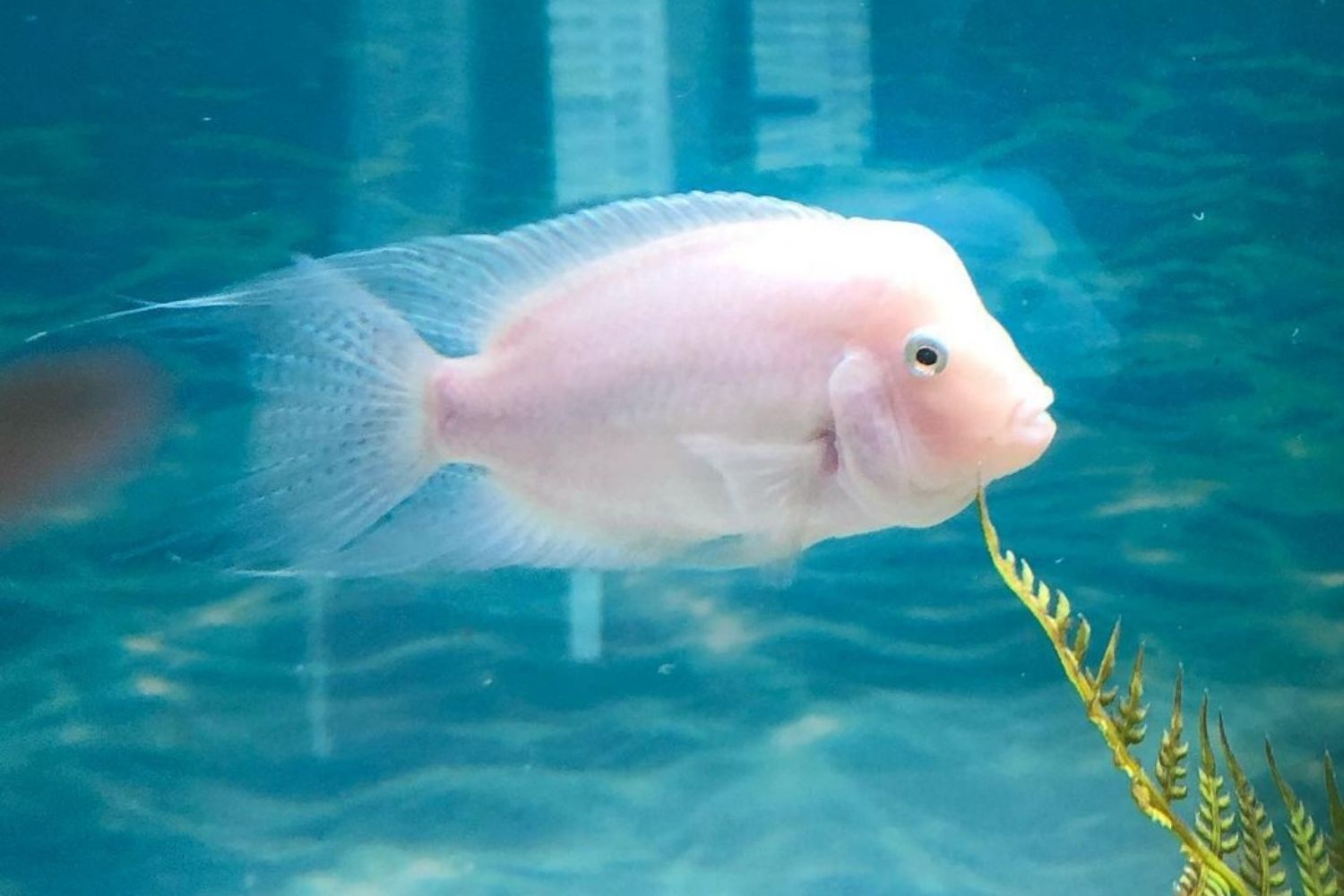 Pink Convict Cichlid Fish