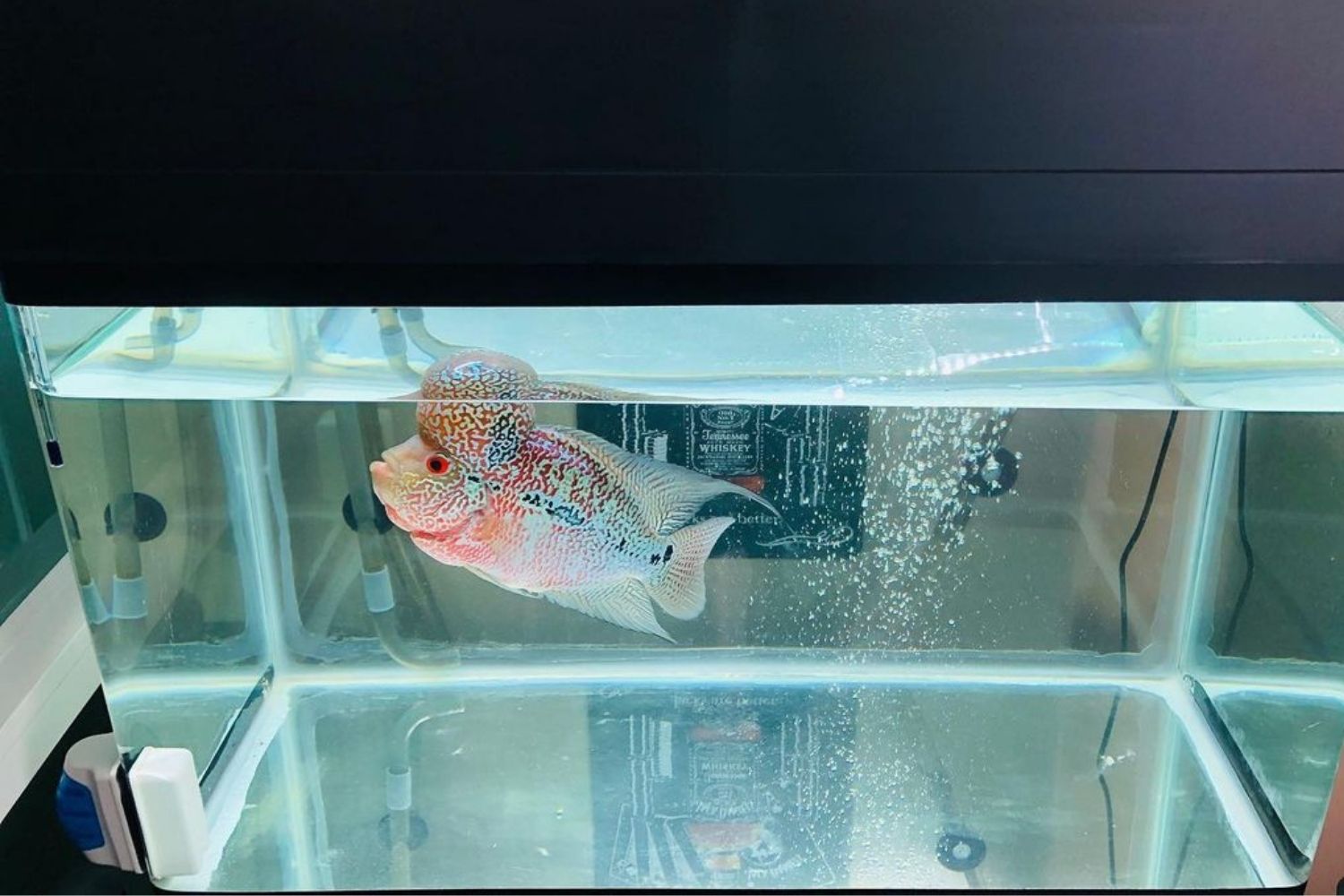 Red Parrot Flowerhorns Cichlid Aquarium