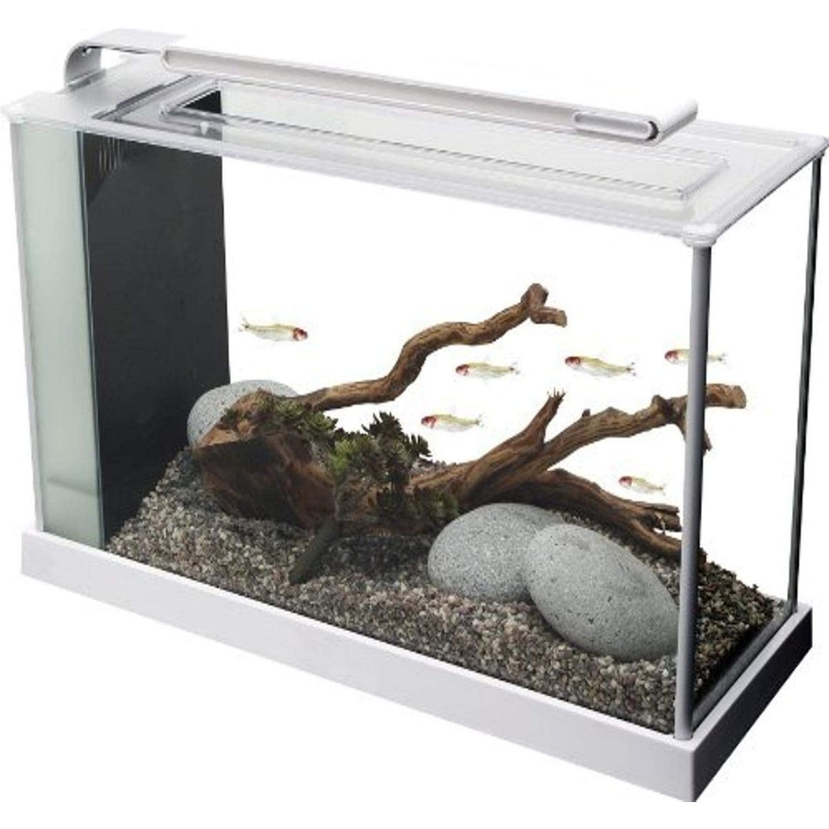 The Best Fish Tank Option: Fluval Spec V Aquarium