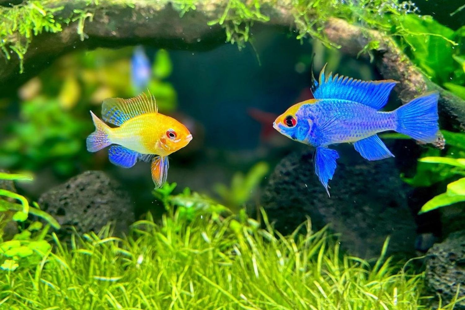 Electric Blue Ram Cichlid Tank Mates